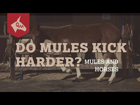 Do Mules Kick Harder than Horses?