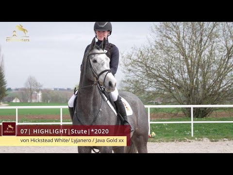 KN 7 Highlight | Stute *2020 v. Hickstead White - Lyjanero