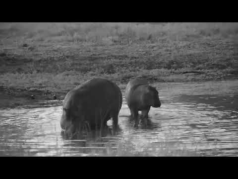 Djuma: Hippos move to other side of dam when Elephants get near - 17:28 - 06/12/21