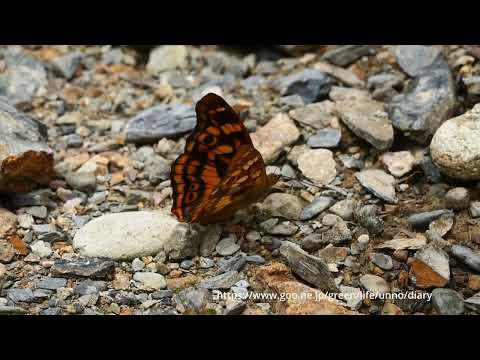 ウンナンコムラサキ