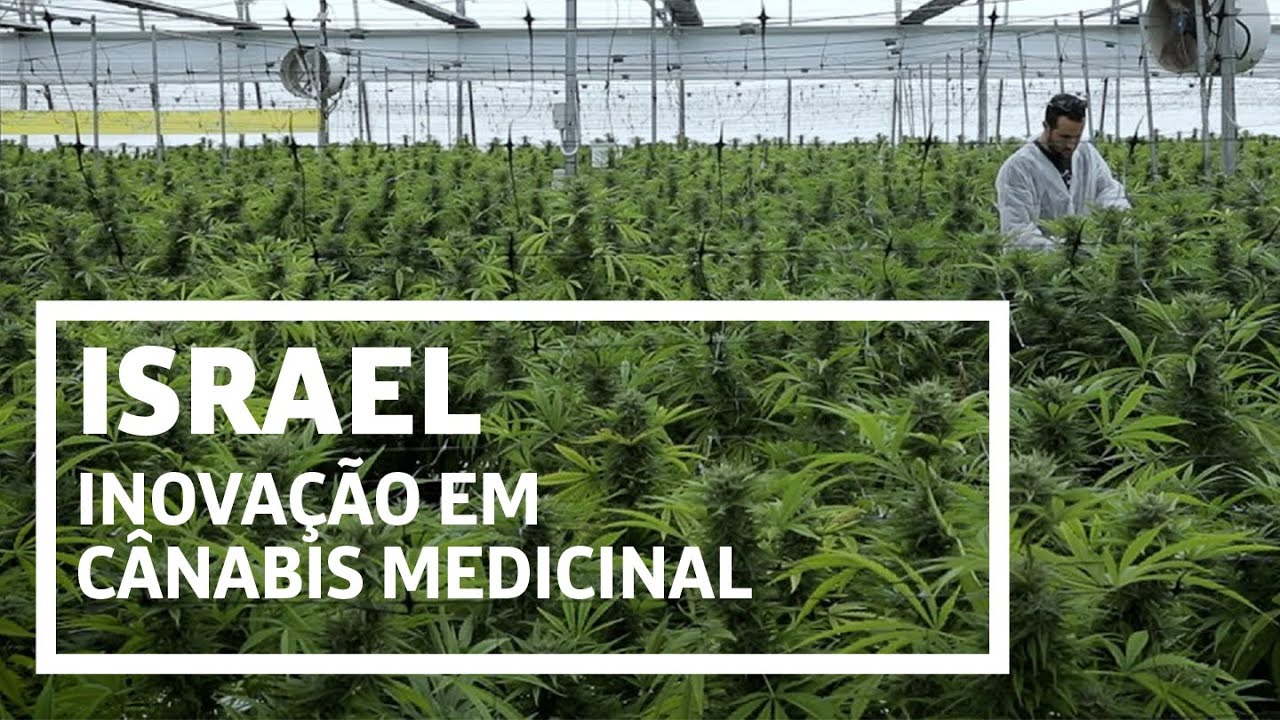 Como Israel despontou na pesquisa da maconha medicinal
