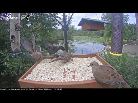 Species Diversity at the Cornell Feeders
