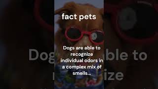 Dogs are able to recognize individual odores in a complex mix of smells...#shorts.