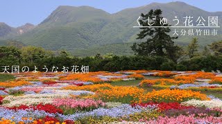 2022春【くじゅう花公園】バラやネモフィラ、リビングストンデージーが見頃。春爛漫です！