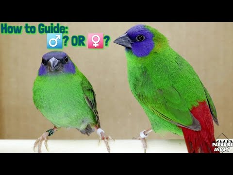 Amada papagájovitá modrolíca (Erythrura trichroa) — video o speve a chove