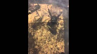 Call of a Black Cricket (Gryllus Bimaculatus)