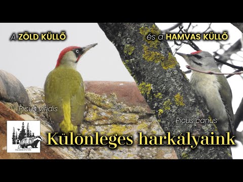 Zöld Küllő - Hamvas küllő