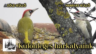 Zöld küllő és hamvas küllő bemutatása – fajismertető videó