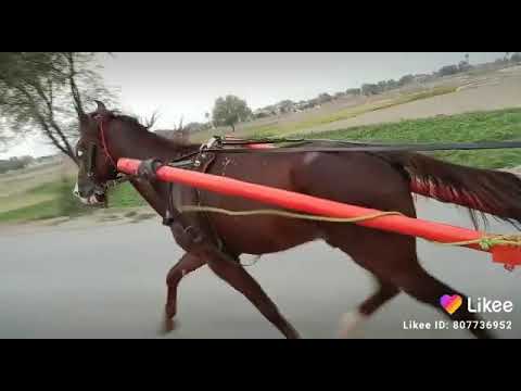 Naseeba Wala Ghora Race | Tanga Horse Race | New Horse Race 2021| Kahror Pakka  Pakistan Horse Race