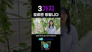 6월 시설 가지 농사, 이 '3가지' 모르면 망합니다