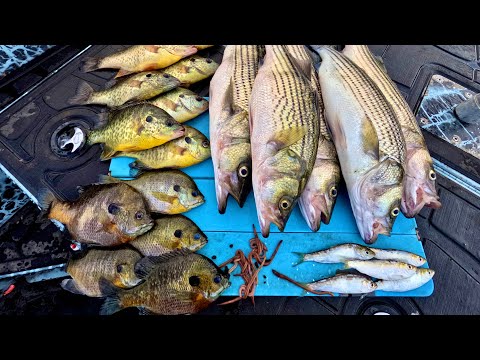 Multi Species Catch Clean Cook on the Boat! INSANE Late Summer Lake Bite!!
