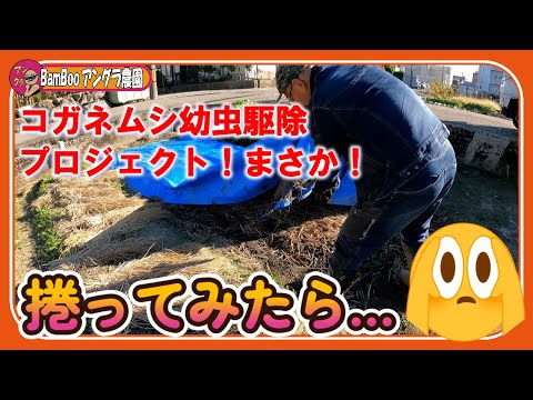 家庭菜園でコガネムシの幼虫を駆除するにはどうすればよいですか?識別および制御ソリューション  庭園