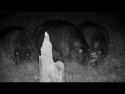 Djuma: Hippos out grazing - 02:57 - 06/27/2022