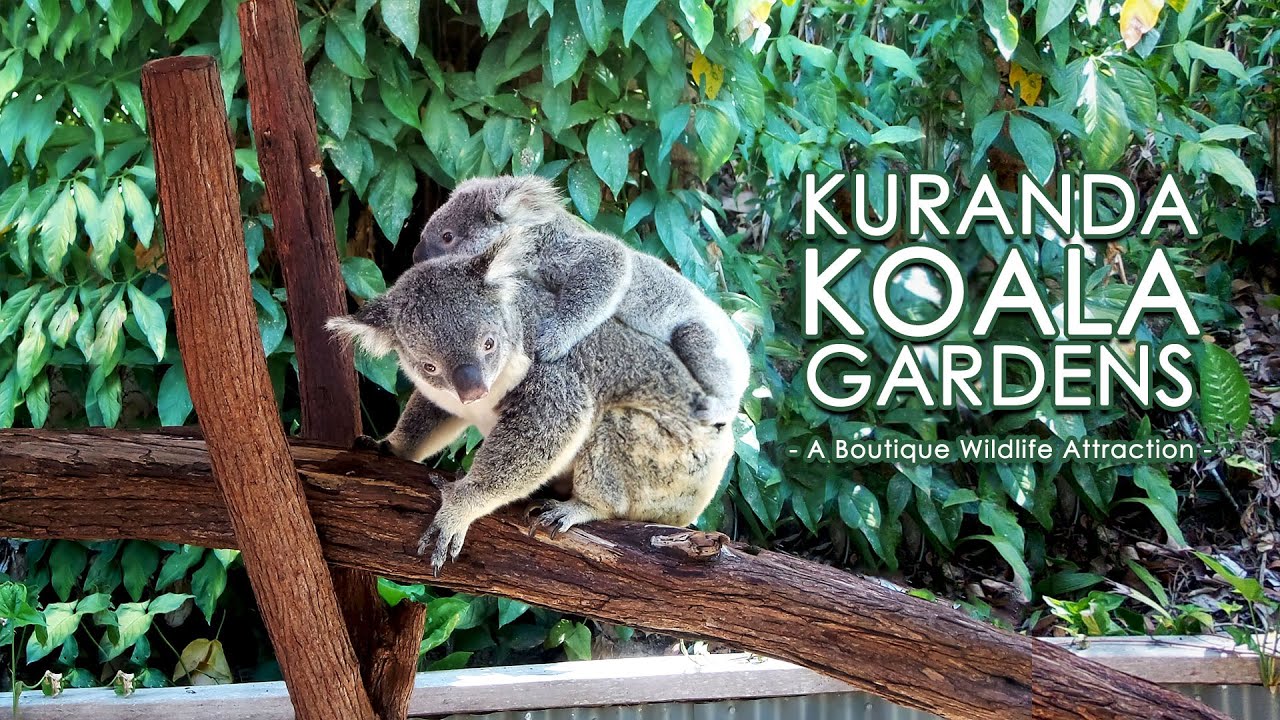 Take a sneak peek into Kuranda Koala Gardens.
