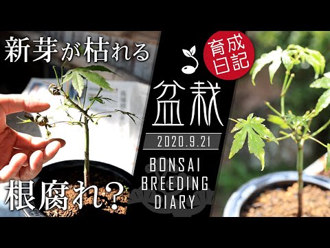 もみじポット入り高品種