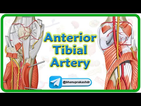 Anterior Tibial Artery Anatomy Animation : Origin, Course, Branches, Supply | USMLE Step 1 Review