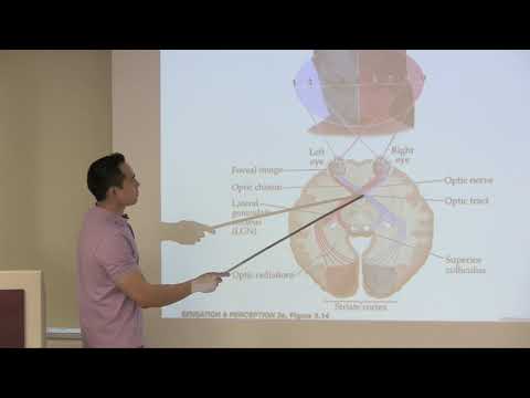 Brian E Chen Lectures on Experience-Dependent Plasticity