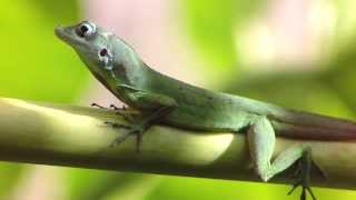 Grenada Lizard - Ribcage Footage