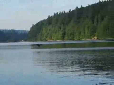 AQUILA VS FALCO - EAGLE VS FALCON