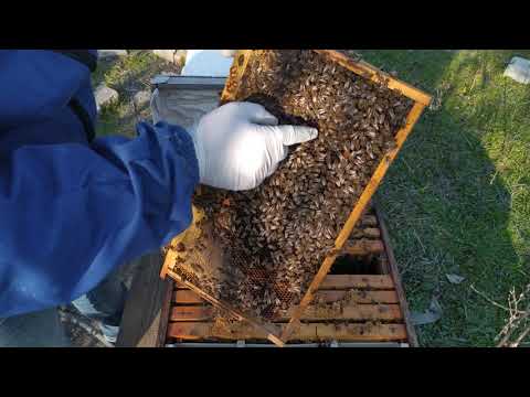 Hogyan lehet a férgeket kiüríteni a méhből