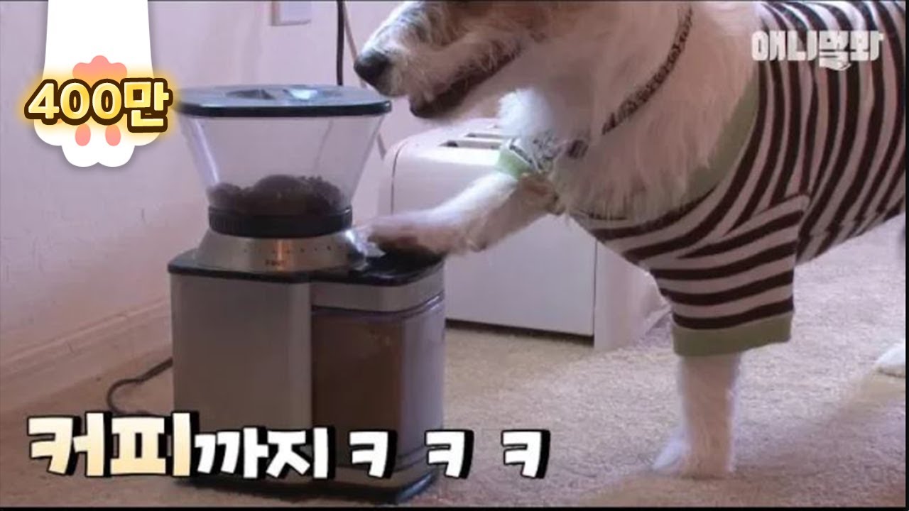 He wakes me up in the morning and serves me morning coffee.. Yup, I'm talking about my dog^^