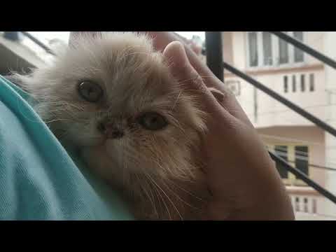Persian Cats Amazing and unbelievable transformation  dirty ears