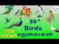 50 Birds Name In Tamil And English