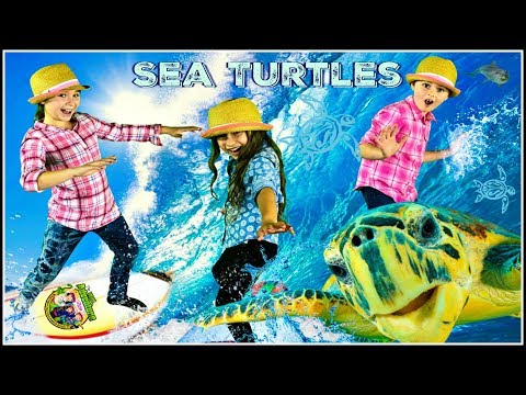 Sea Turtles For Kids | All About Sea Turtles!