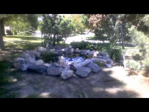 mr and mrs were here. I just moved goldfish to the pond.