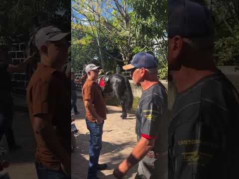 EL CABALLO QUE SINTIÓ CUANDO SACABAN A SU DUEÑO PARA EL ÚLTIMO ADIÓS