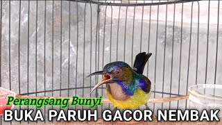 Download lagu kolibri kelapa | wiceh | manggar | korlap perangsang bunyi buka paruh gacor nembak mp3