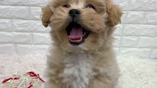 ハーフ犬の動画01