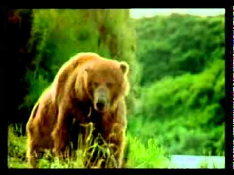 Mrekullia e Allahut  - Te Qeniet E Gjalla