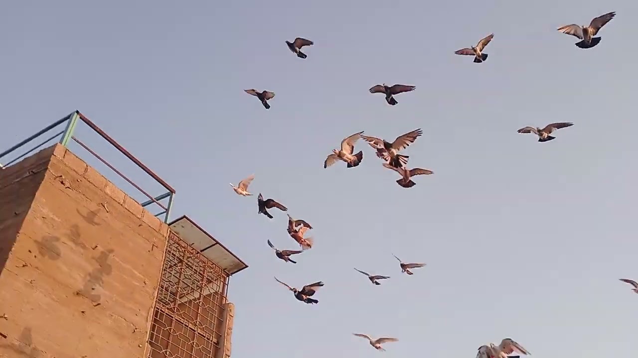 Naye Kabootar ki khulat ho chuki ha