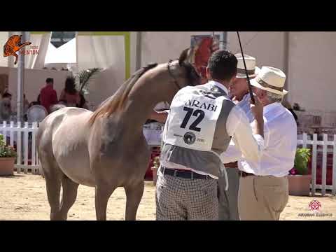 N 72 D JAHRAA   2020 Menton Mediterranean and Arab Countries Arabian Horse Championship   Yearling F