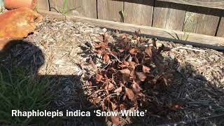 7 Plants I Lost This Year (Zone 8A)