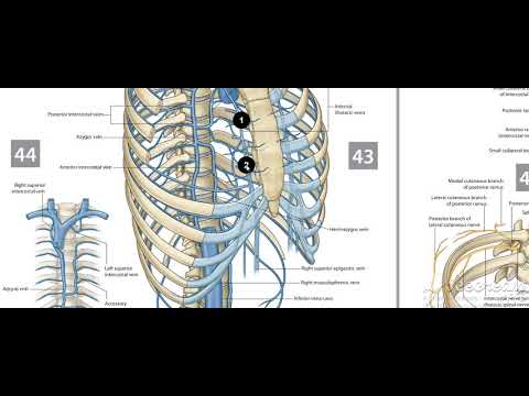 Thoracic cage