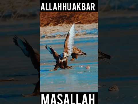 Surah Al-Ikhlas |🐦 Beautifull Quran  Recitation #surahikhlas #سورة_الإخلاص #birds #quran #trending