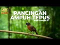 Ampuh ️ Pancingan Tepus Kepala Abu Abu Agar Gacor Dan Nembak Panjang