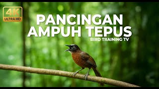 Download lagu Ampuh‼️ Pancingan Tepus Kepala Abu Abu Agar Gacor dan Nembak Panjang mp3 Download lagu Ampuh‼️ Pancingan Tepus Kepala Abu Abu Agar Gacor dan Nembak Panjang mp3