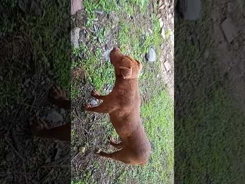 mi cadillal Tucumán 🇦🇷 con roco 🐕‍🦺
