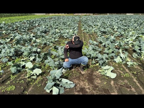 畑/塚原農園/残渣/米ぬか/バーク堆肥/土作り