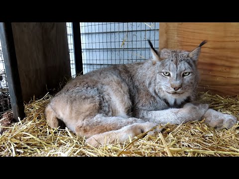 Max Canada Lynx A Clean Start 2026