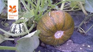 preview picture of video 'National Trust Pumpkin Timelapse at Slindon'