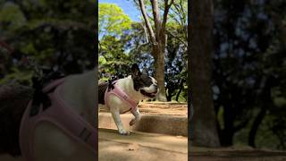 フレブルと代々木公園へ！わんわんカーニバルのついでにのんびり散歩🐶