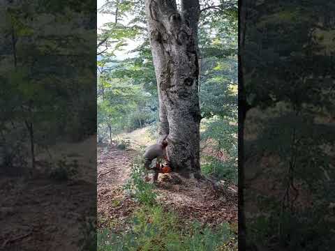 prerja e një peme shumë të madhe në fshatin Gmicë - biggest tree