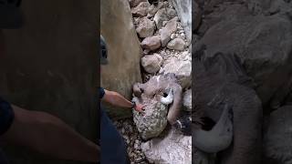 Buitre Leonado atrapado en el Barranco de la Garganta Verde