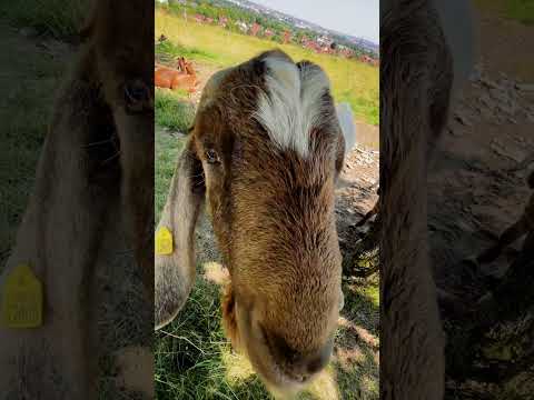 Jockel on Tour: Die unvergesslichen Highlights des Abenteuers!