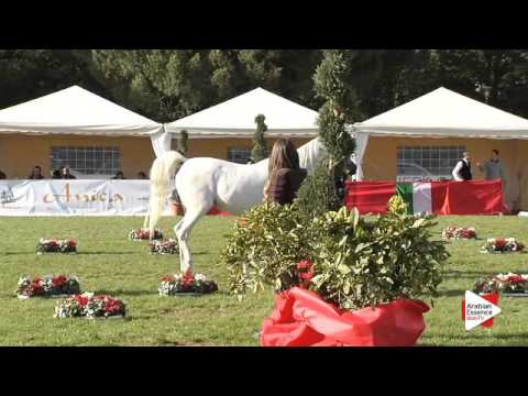 N.52 BAJADERA B - Arezzo 2015 - 10 year old and older mares (Class 6)