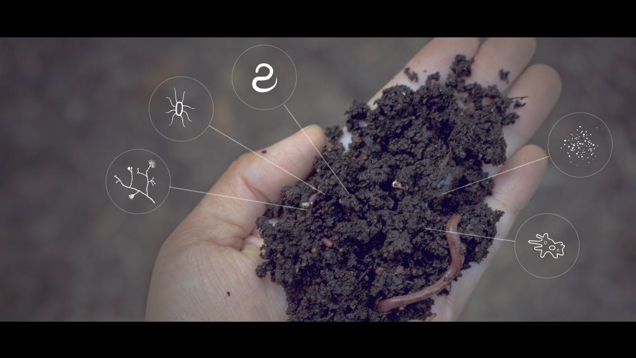Carbon in the soil
